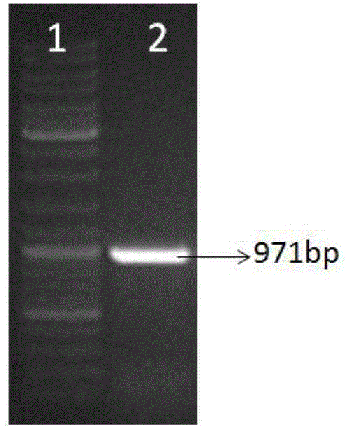 Dual gene for improving crop yield as well as encoding protein and application thereof