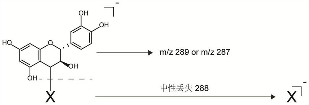 Application of 4-(o-ascorbic acid)-(+)-catechin and detection method of 2,3-trans leucocyanidin