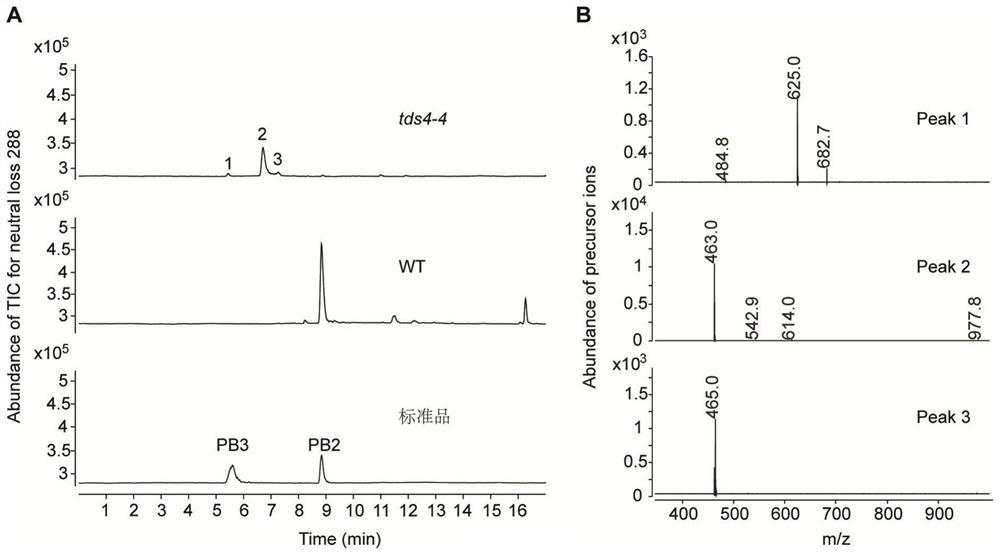 Application of 4-(o-ascorbic acid)-(+)-catechin and detection method of 2,3-trans leucocyanidin