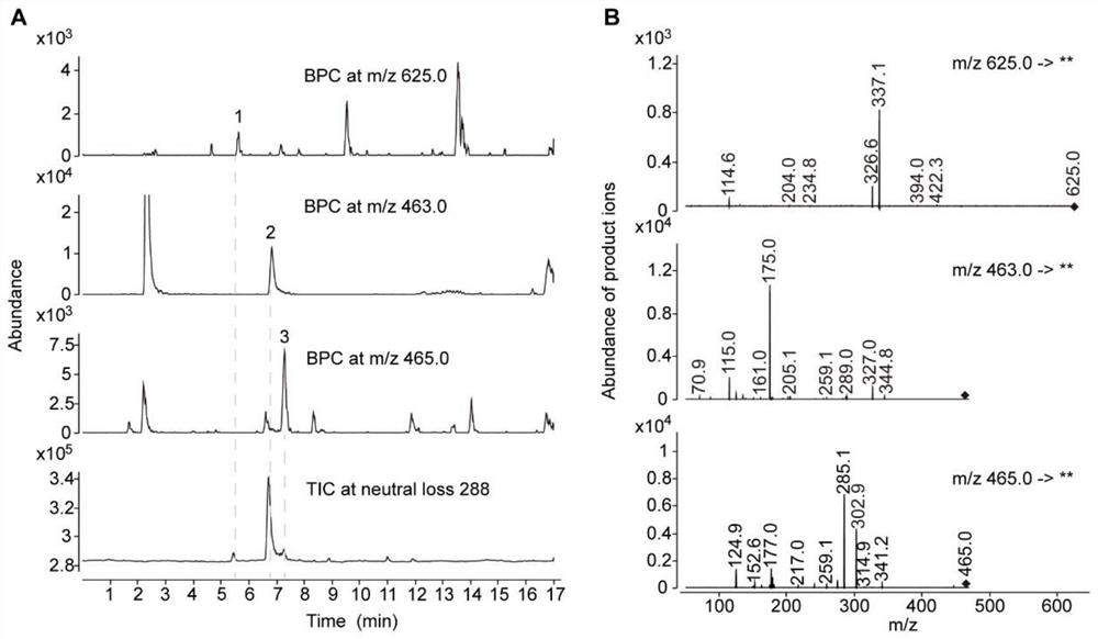 Application of 4-(o-ascorbic acid)-(+)-catechin and detection method of 2,3-trans leucocyanidin