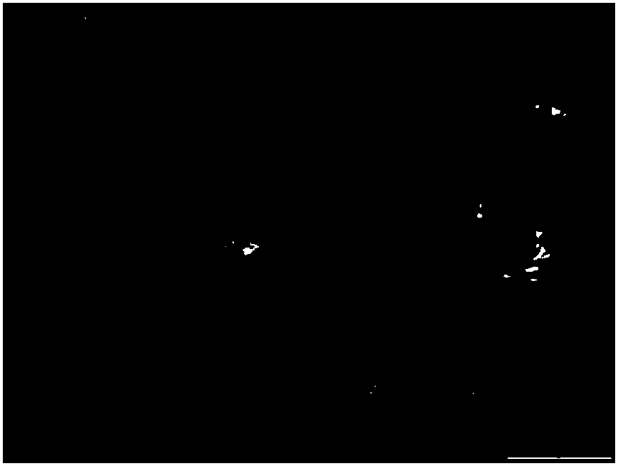 GGG70L nodular cast iron and preparation method thereof