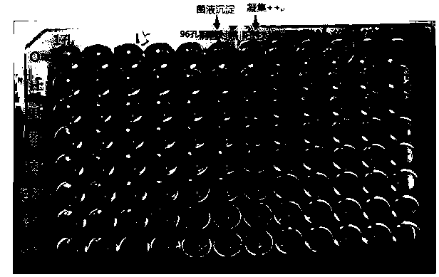 Kit for detecting typhoid and paratyphoid and application thereof