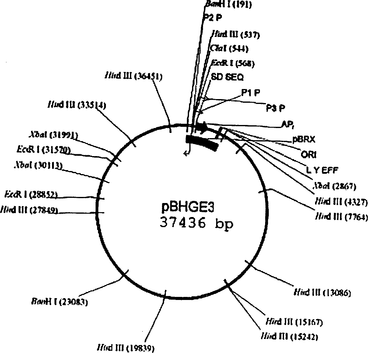 Use and constructing method for anticancer recombined gland virus with tumor cell PLK1 as target of medicine