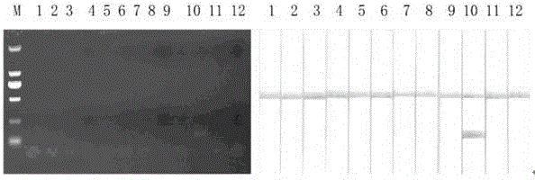 Test strip kit for detecting duck-derived materials in food and feed and application of test strip kit