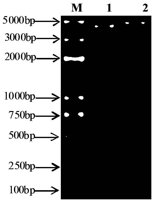 Preparation method and application of flagellin FliC from salmonella abortus equi