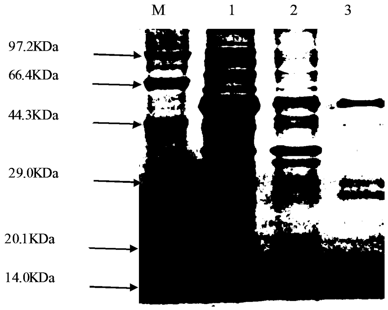 Preparation method and application of flagellin FliC from salmonella abortus equi