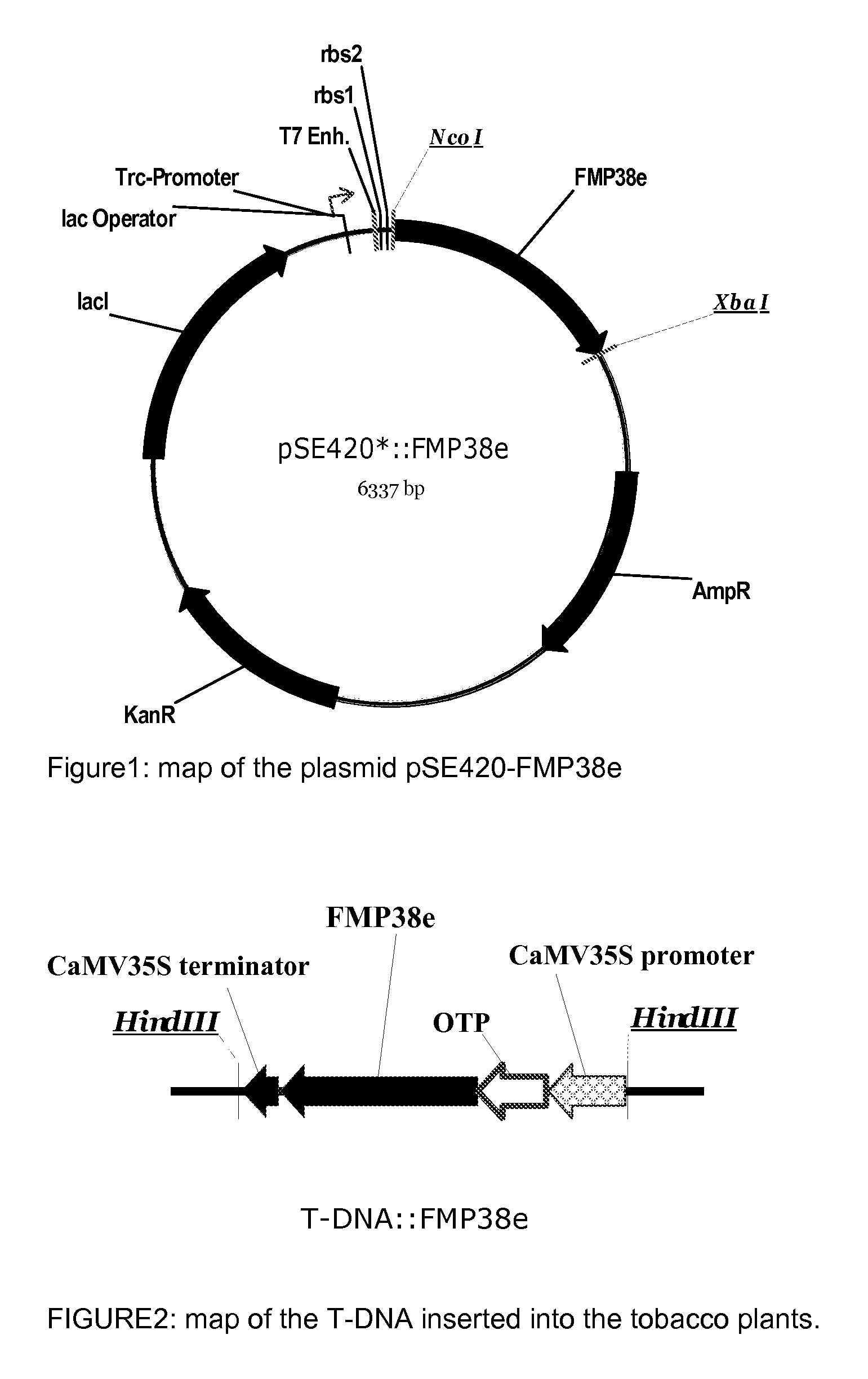 Plants Tolerant to HPPD Inhibitor Herbicides