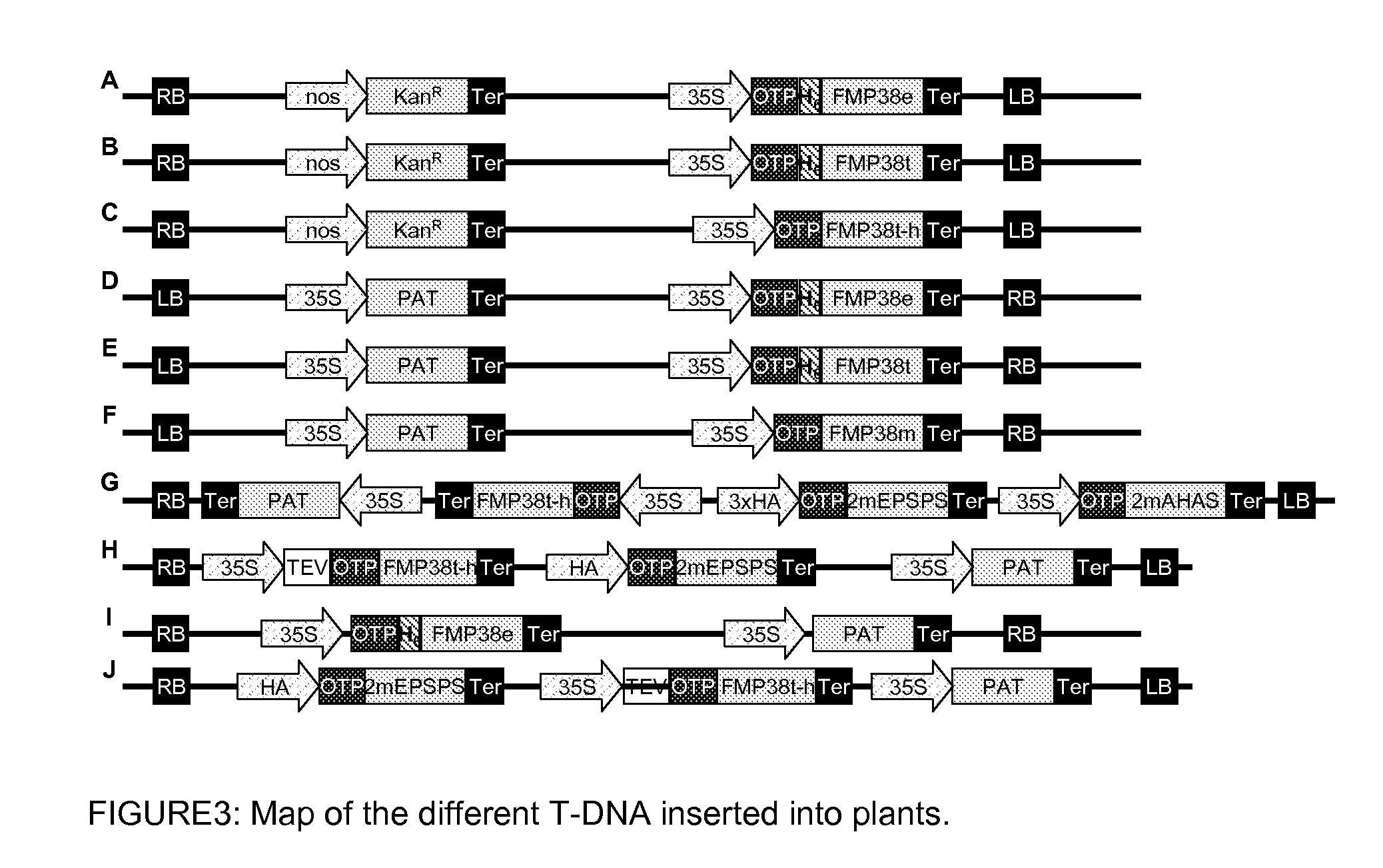 Plants Tolerant to HPPD Inhibitor Herbicides