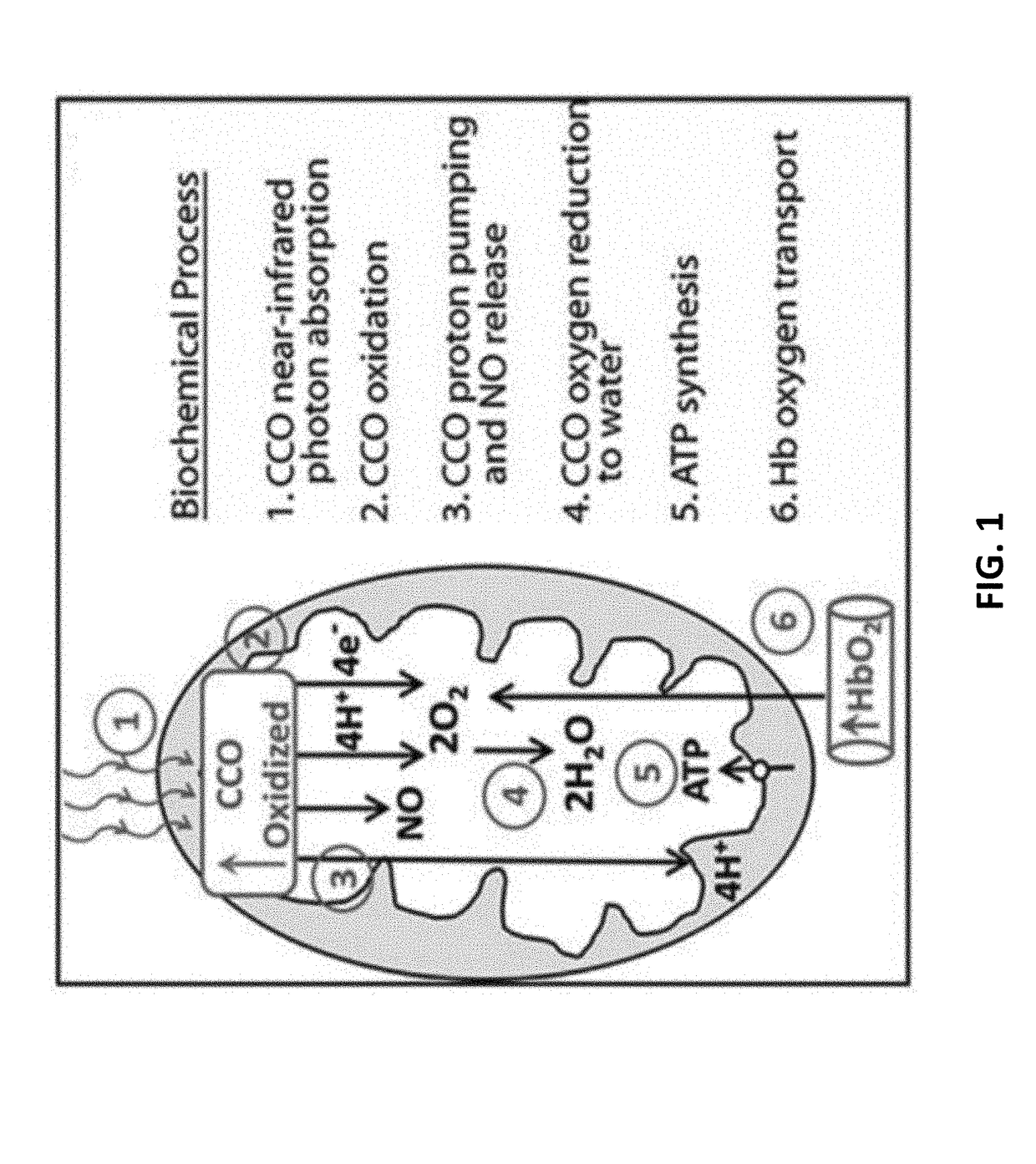 Method and apparatus for brain function enhancement