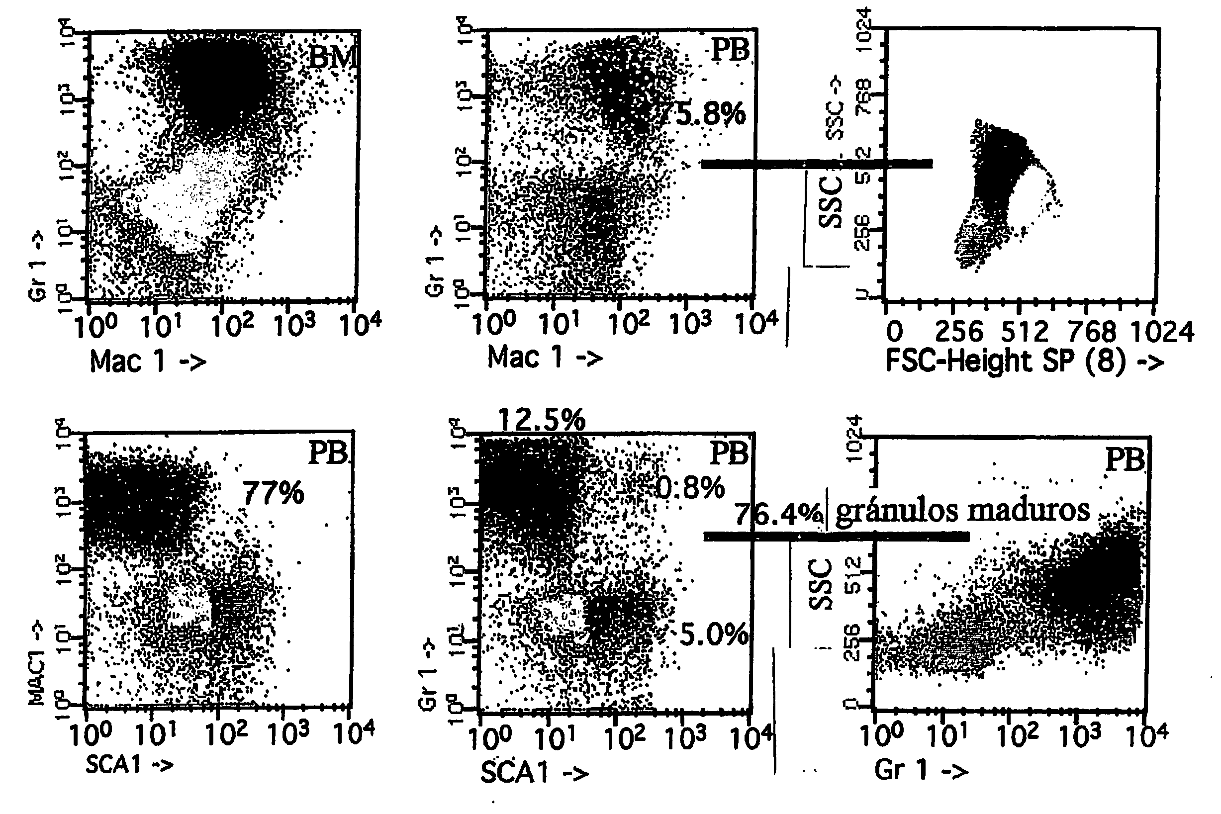 Transgenic non-human mammals as models for human pathologies of stem cell origin