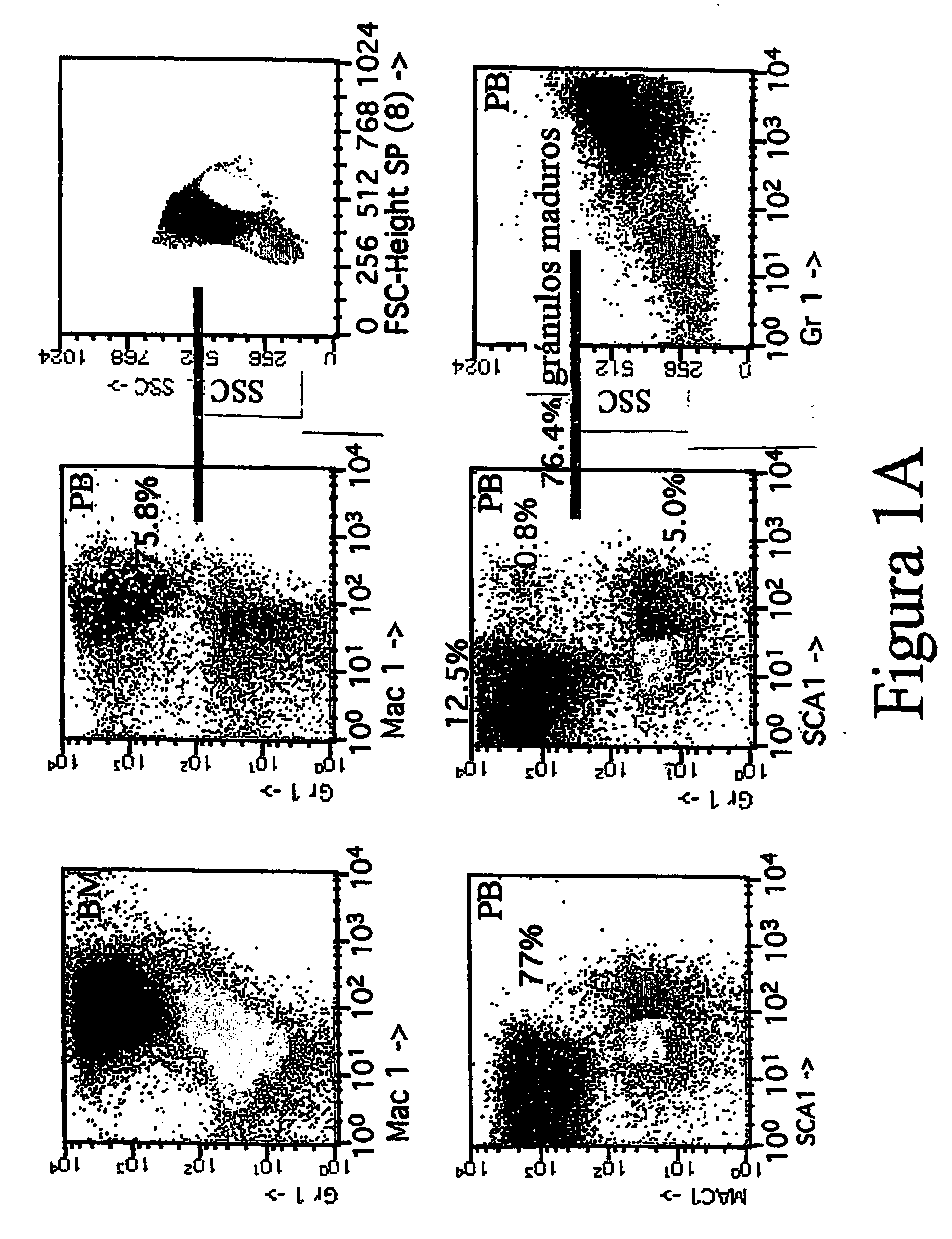 Transgenic non-human mammals as models for human pathologies of stem cell origin