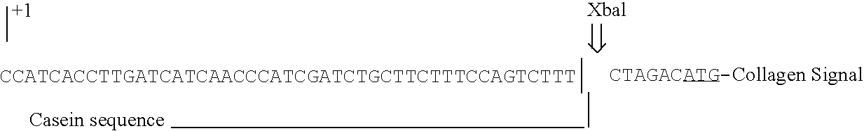 Production of collagen in the milk of transgenic mammals