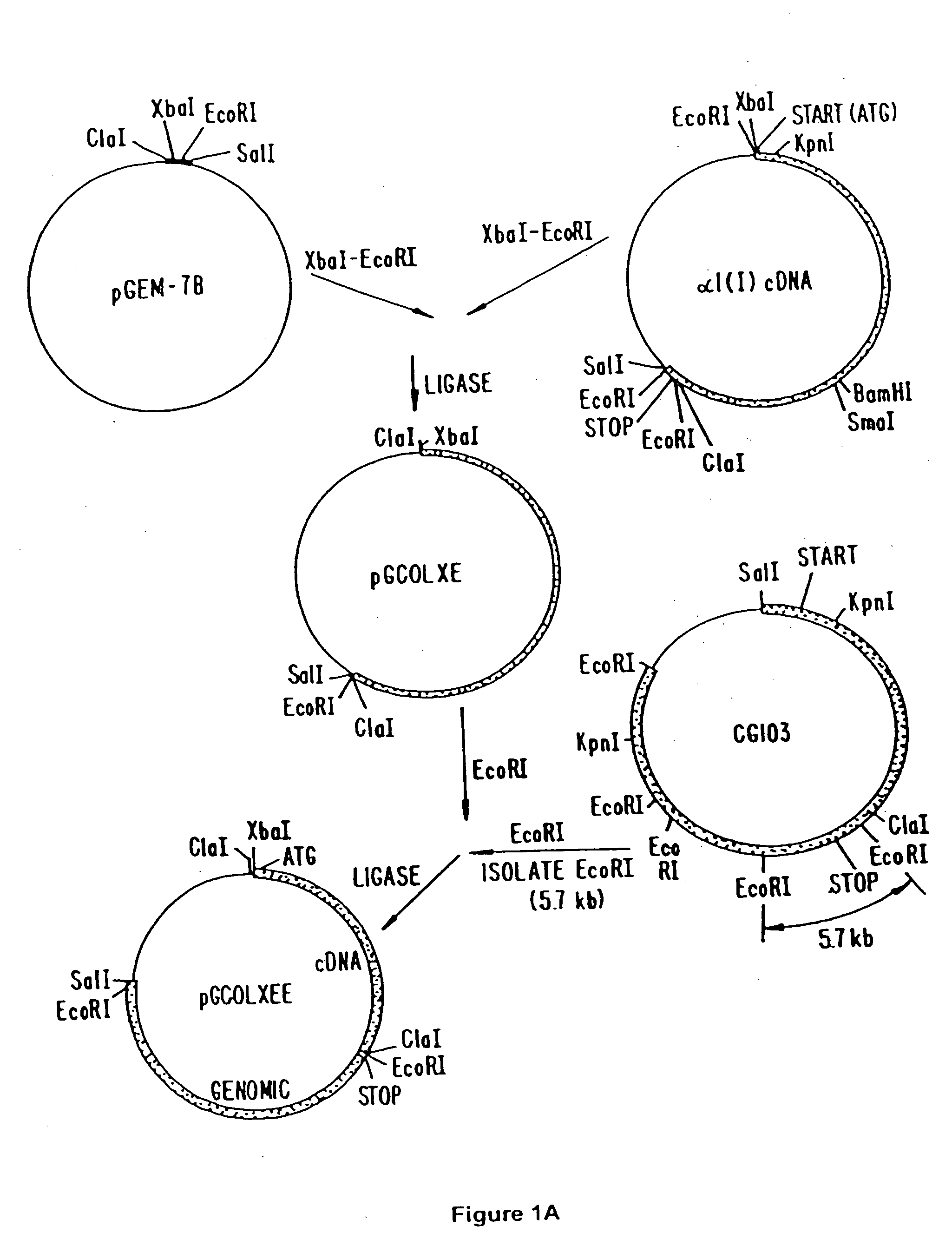 Production of collagen in the milk of transgenic mammals