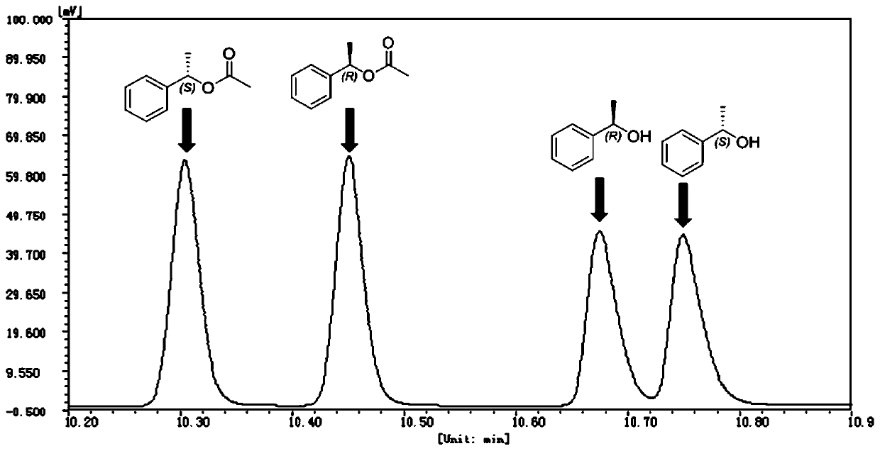 Application of bacillus DL-1 whole cell in catalytic resolution of styralyl acetate