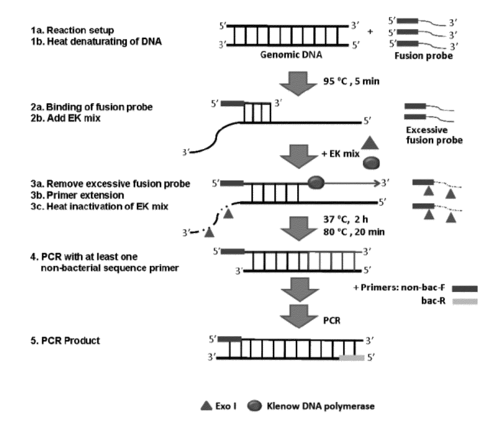 Methods, systems, and compositions for detection of microbial DNA by PCR