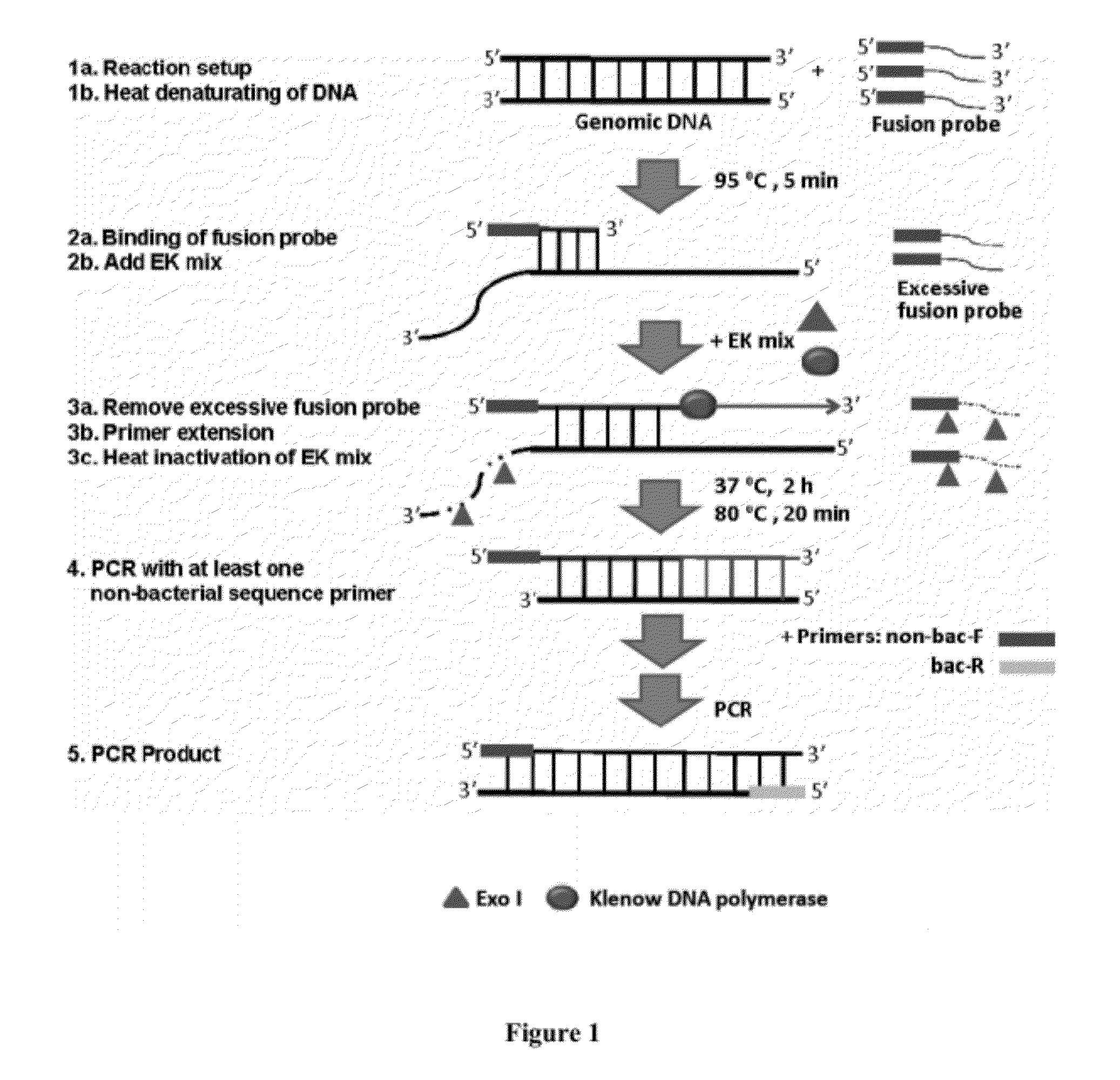 Methods, systems, and compositions for detection of microbial DNA by PCR