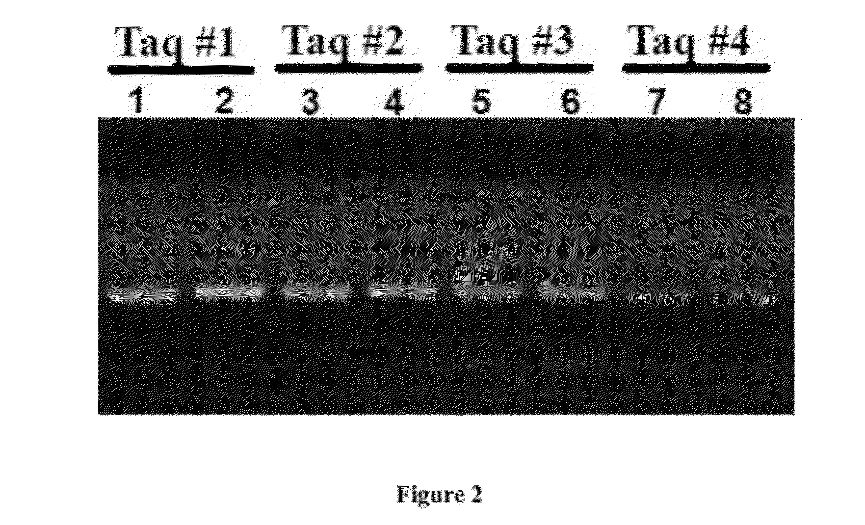 Methods, systems, and compositions for detection of microbial DNA by PCR