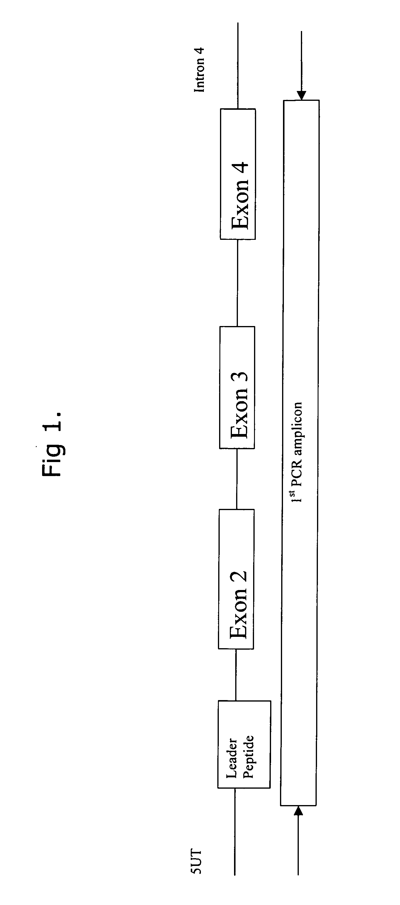 Comparative ligand mapping from MHC class 1 positive cells