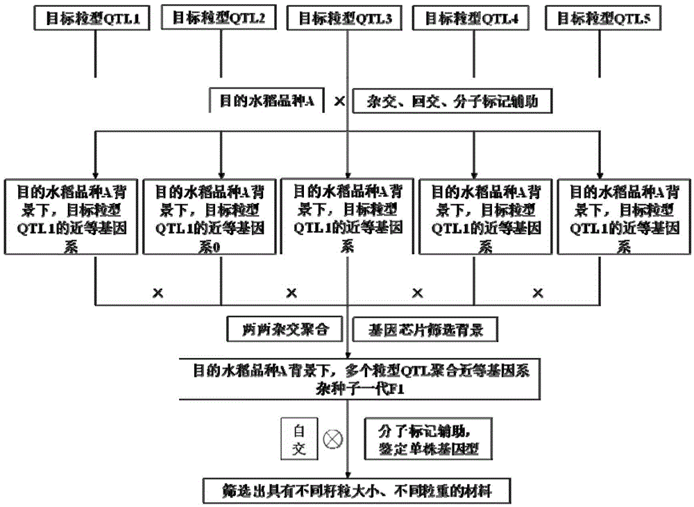 A method for improving rice grain shape and grain weight