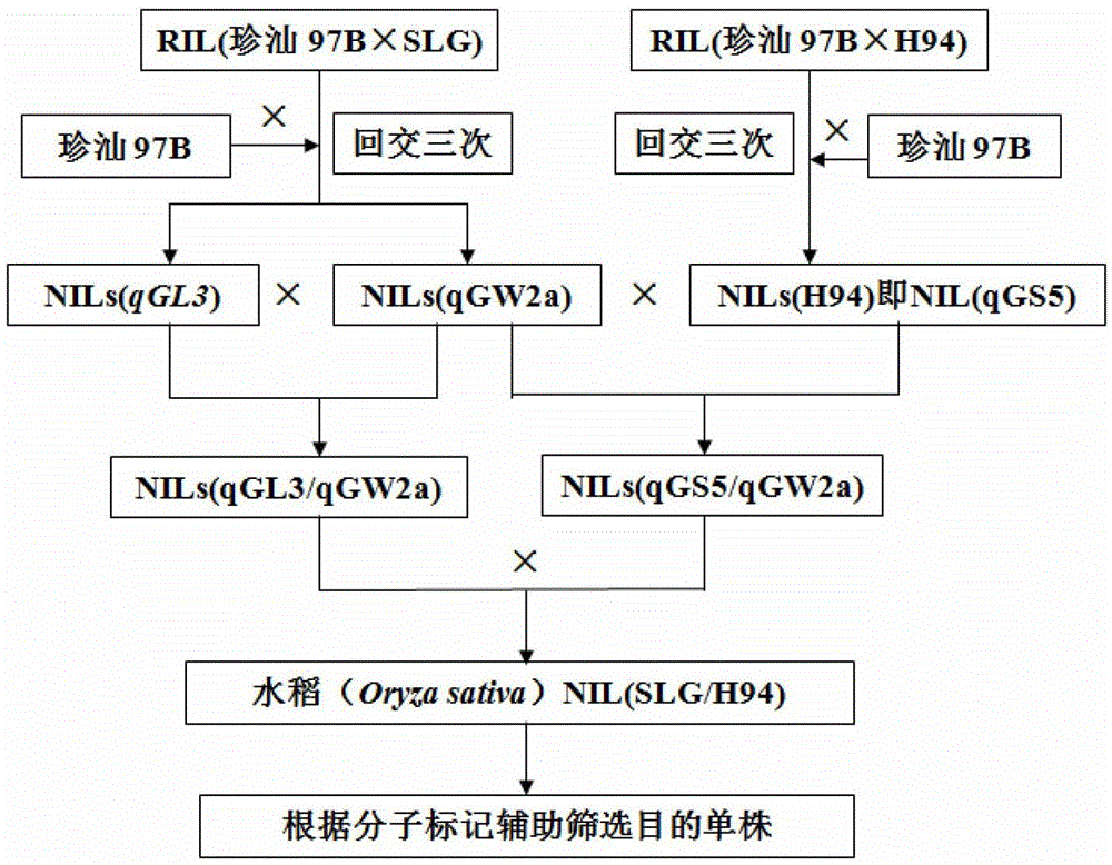 A method for improving rice grain shape and grain weight