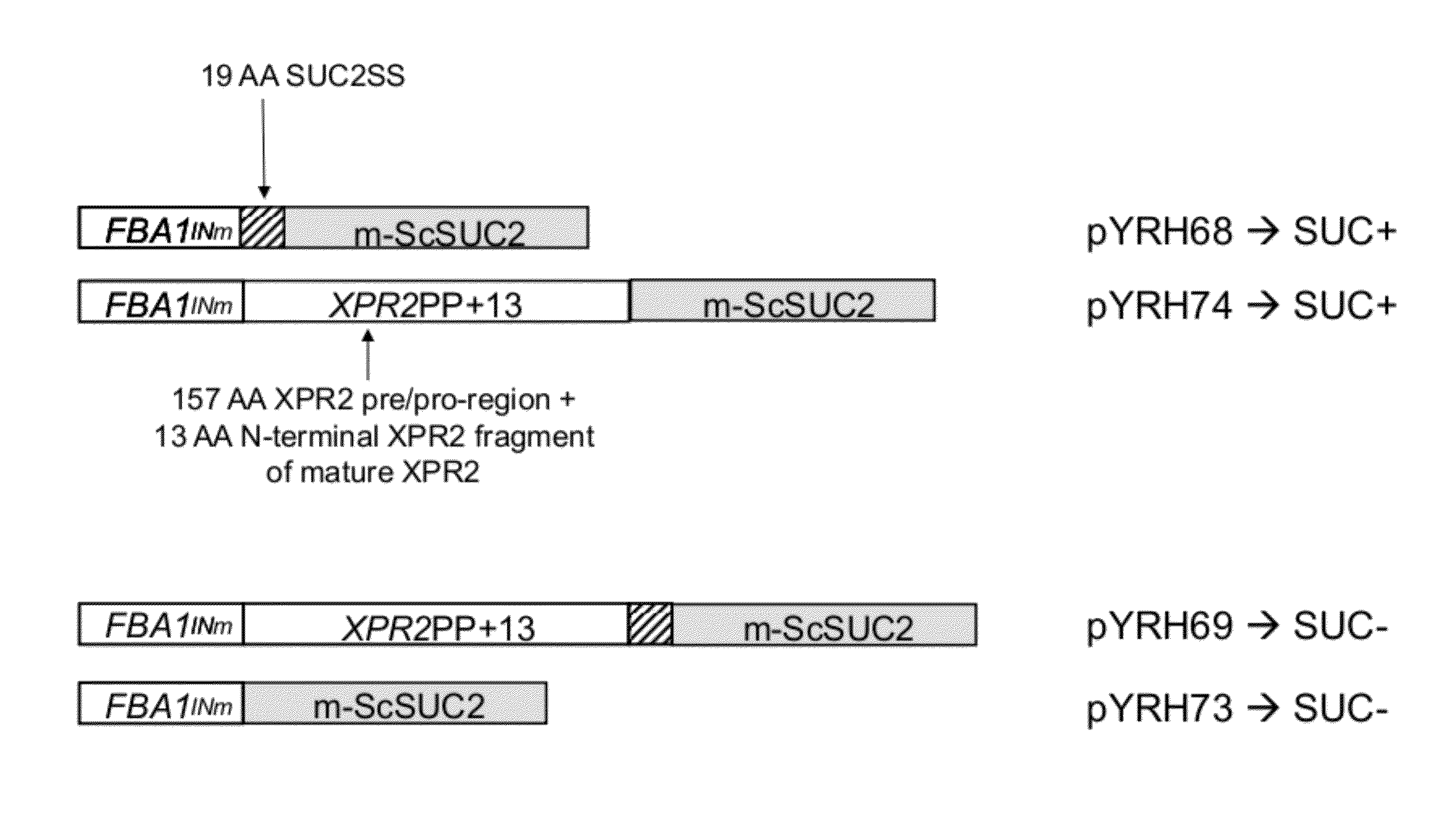 Use of saccharomyces cerevisiae suc2 gene in yarrowia lipolytica for sucrose utilization