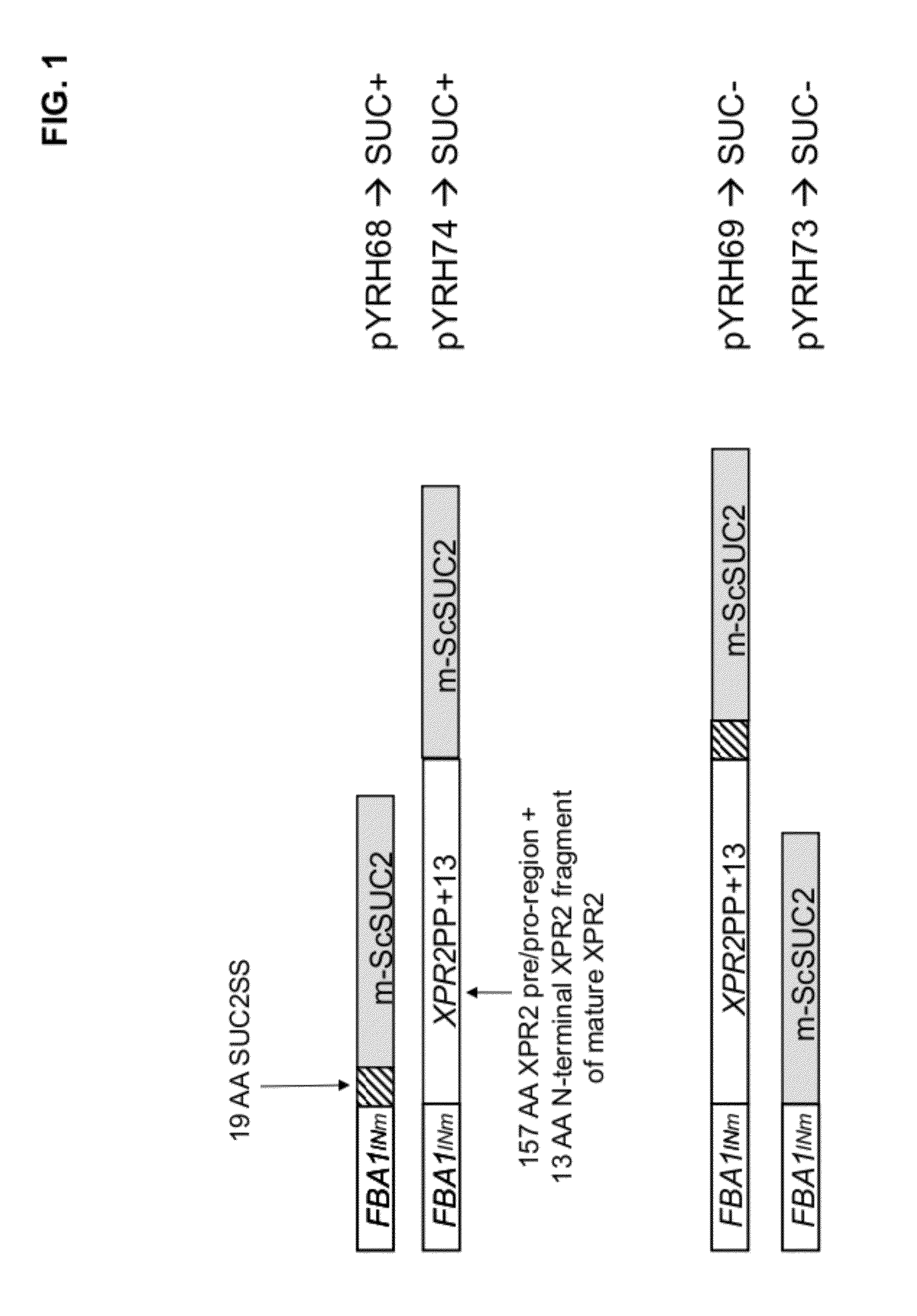 Use of saccharomyces cerevisiae suc2 gene in yarrowia lipolytica for sucrose utilization