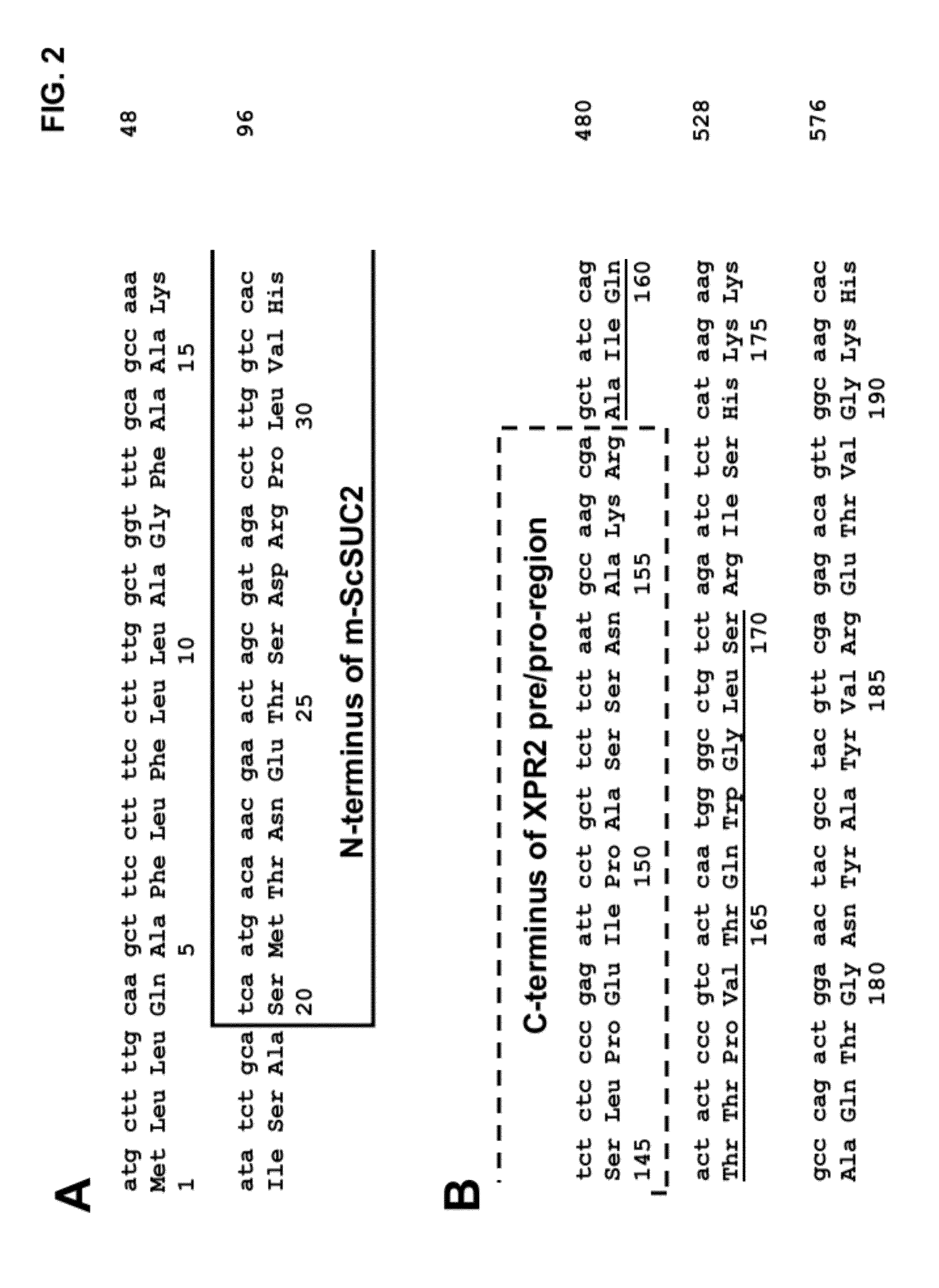 Use of saccharomyces cerevisiae suc2 gene in yarrowia lipolytica for sucrose utilization