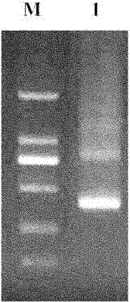 Gene of recombinant fungal immunomodulatory protein between ganodermas, protein coded thereby, and application thereof