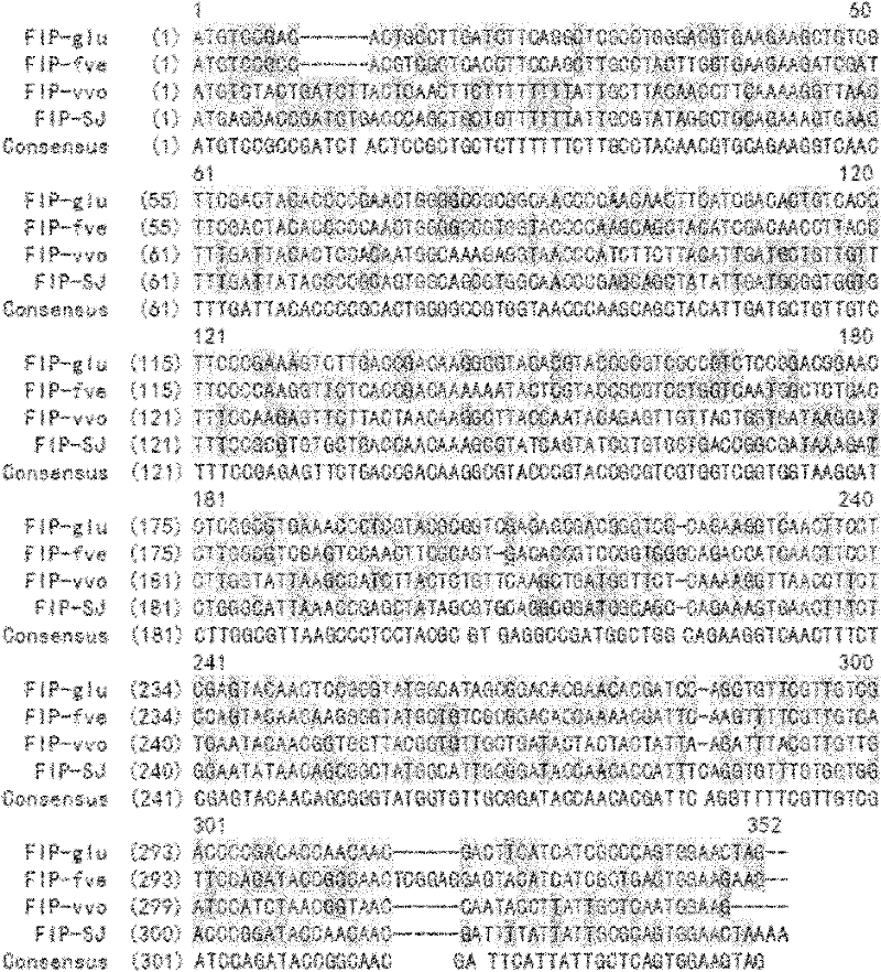 Gene of recombinant fungal immunomodulatory protein between ganodermas, protein coded thereby, and application thereof