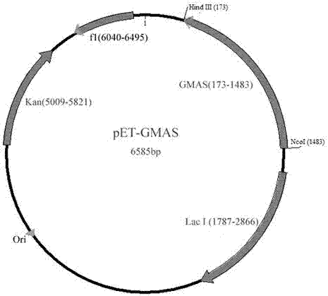 Method for high-efficiently producing L-theanine through production of coli [gamma]-glutamylmethylamine synthetase with escherichia coli