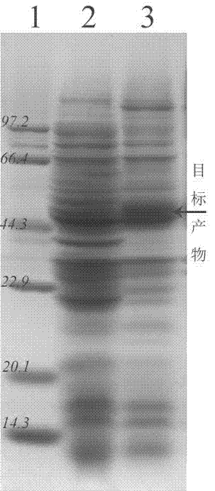 Method for high-efficiently producing L-theanine through production of coli [gamma]-glutamylmethylamine synthetase with escherichia coli