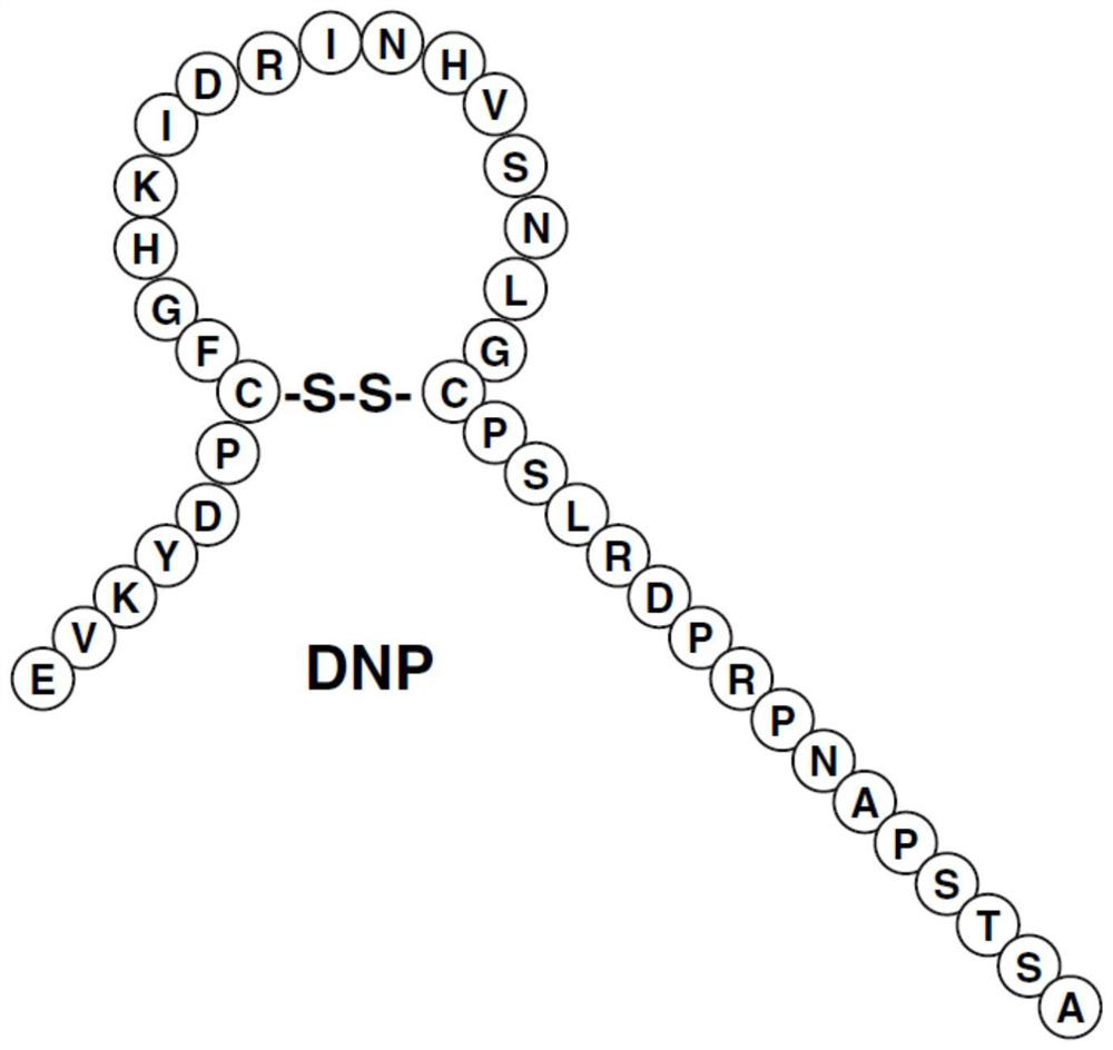 A kind of recombinant natriuretic peptide and its preparation method