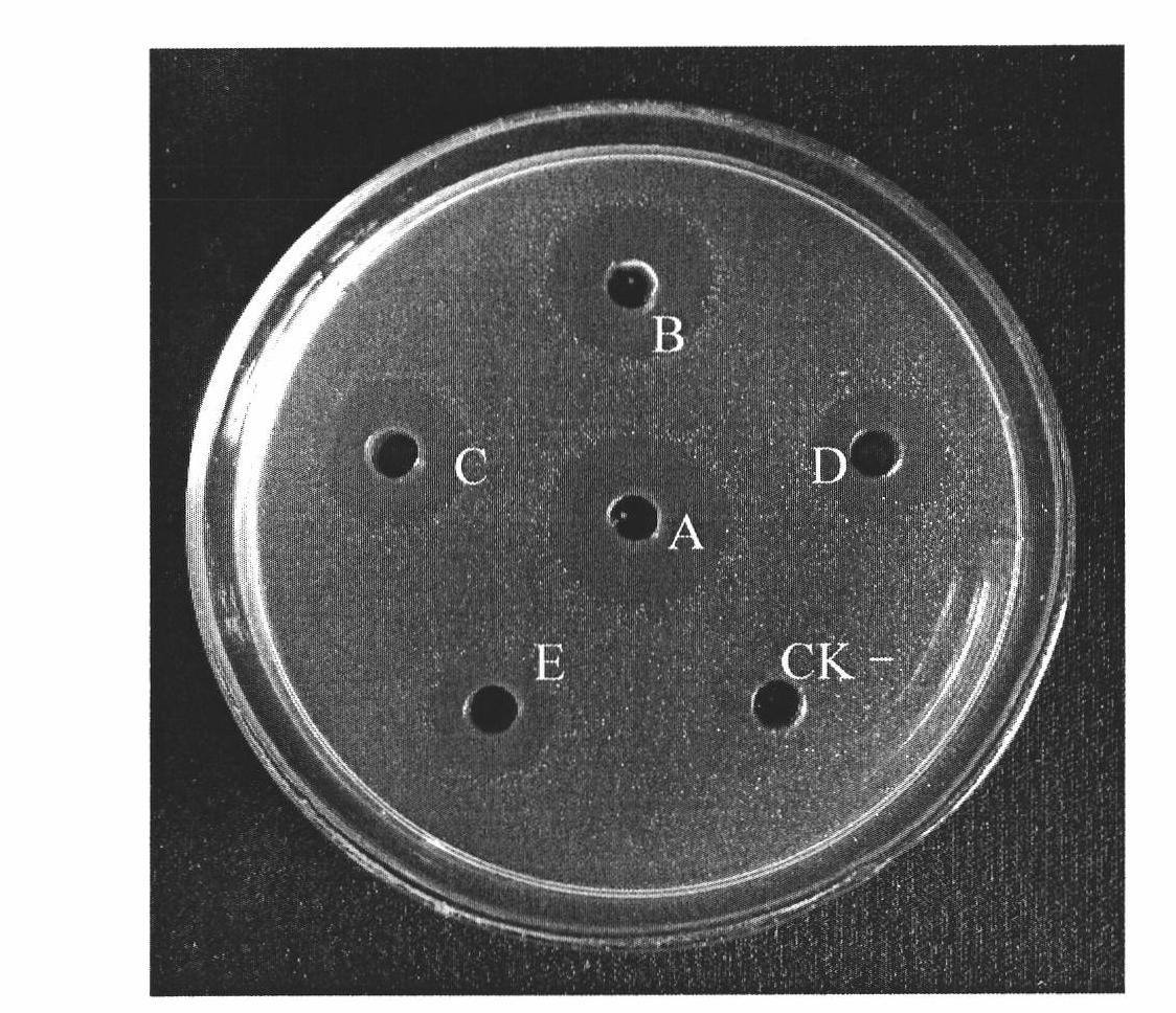 Plectasin mature polypeptide dimer fusion protein and preparation method thereof