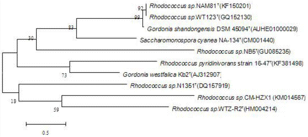 Rhodococcus strains and their applications