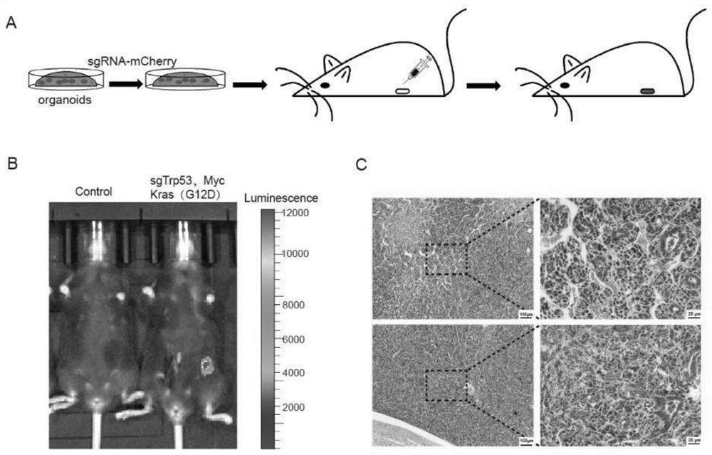 Method for constructing orthotopic primary endometrial cancer animal model