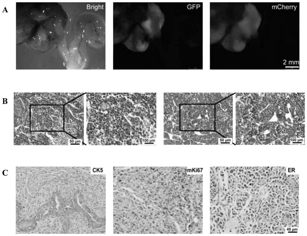 Method for constructing orthotopic primary endometrial cancer animal model