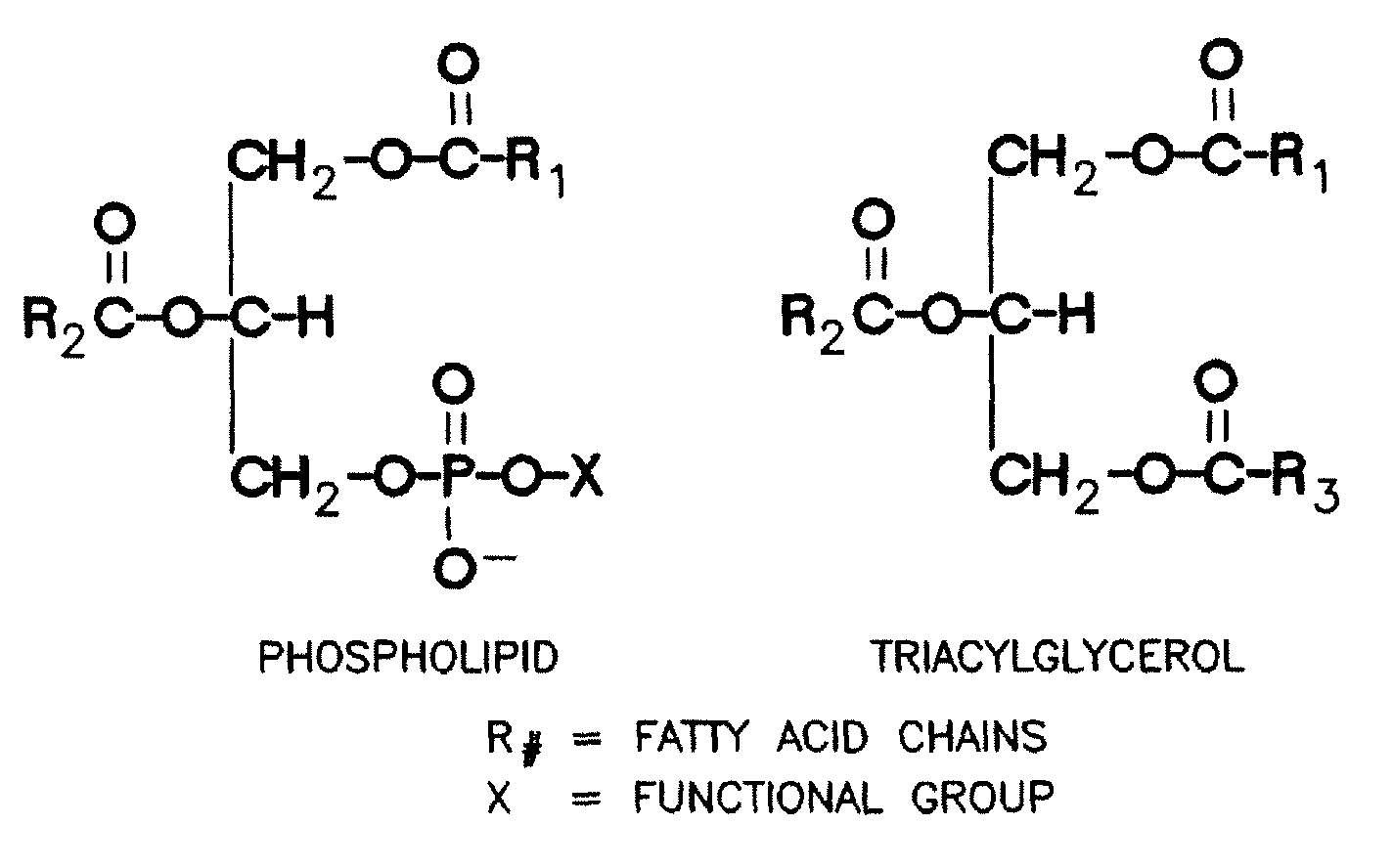 Enzymatic degumming utilizing a mixture of PLA and PLC phospholipases with reduced reaction time