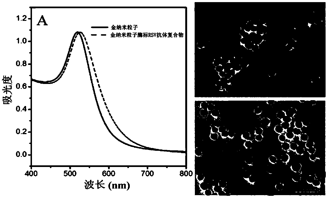 Human respiratory syncytial virus detection kit based on nanogold signal amplification