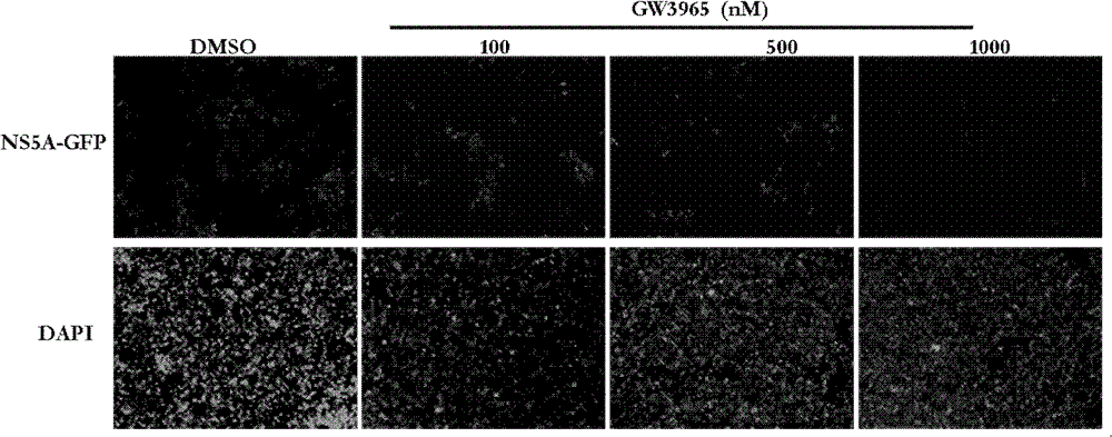 Application of cellular target liver X receptor in preparation of drugs treating hepatitis C virus