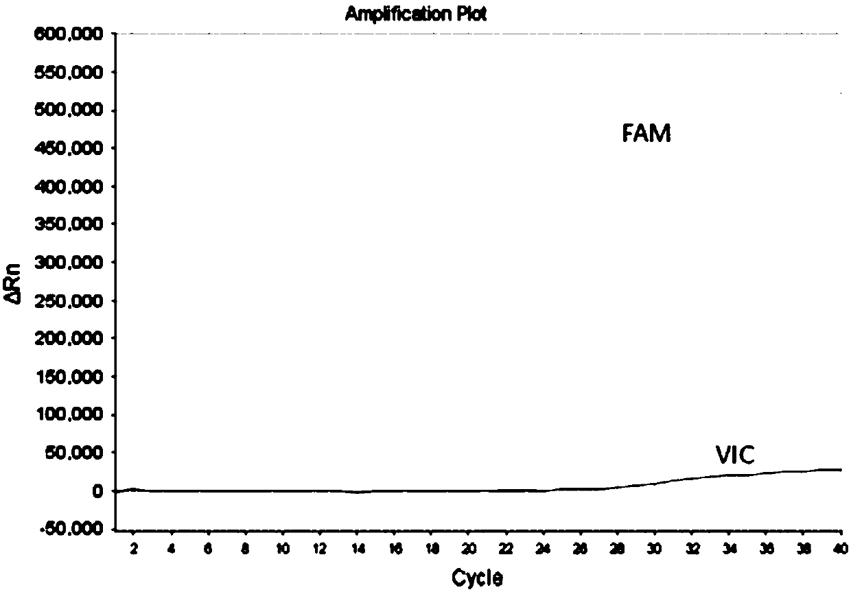 Rapid detection kit for gene polymorphism of CYP2C9 and/or VKORC1