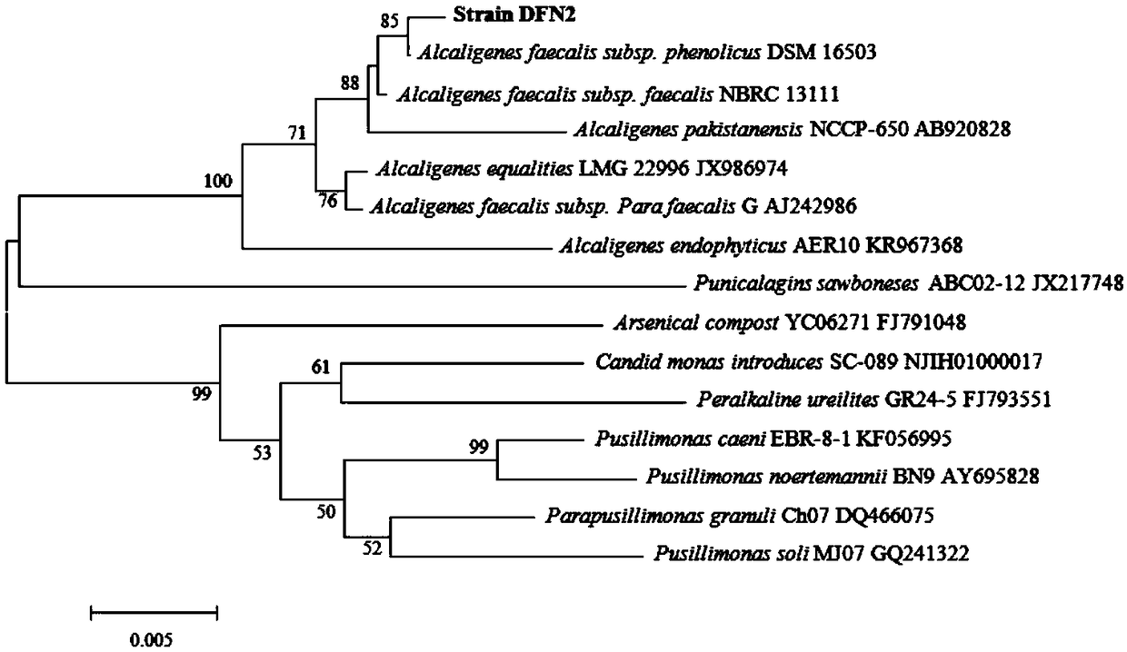 Alcaligenes faecalis and application thereof