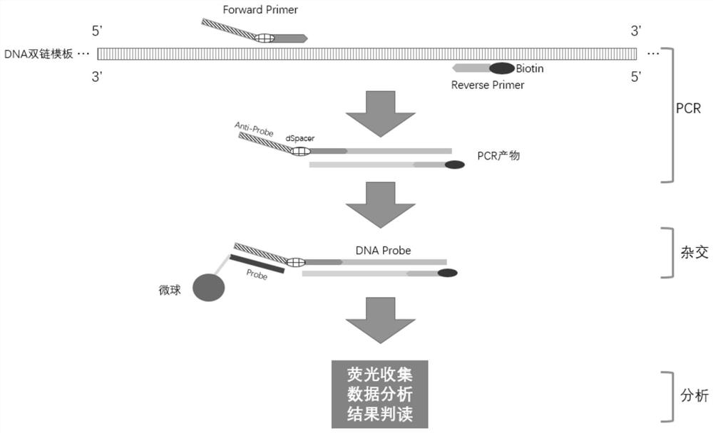 Nucleic acid detection method based on liquid chip technology