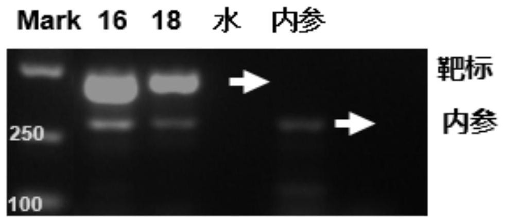 Nucleic acid detection method based on liquid chip technology