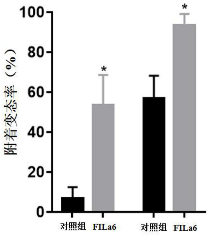 Inducer for attachment metamorphosis of urechis unicinctus larvae as well as preparation method and application of inducer