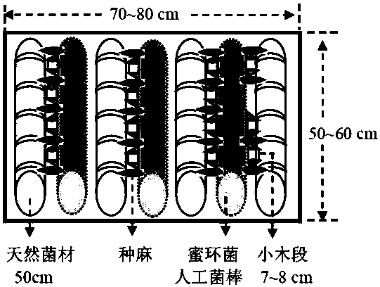 A method for planting gastrodia elata using artificial fungus sticks of Armillaria gastrodia symbiotica