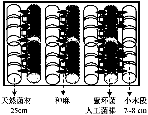 A method for planting gastrodia elata using artificial fungus sticks of Armillaria gastrodia symbiotica