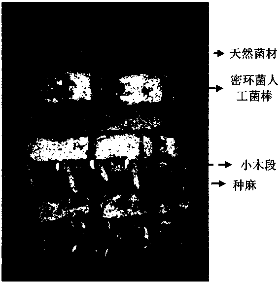 A method for planting gastrodia elata using artificial fungus sticks of Armillaria gastrodia symbiotica