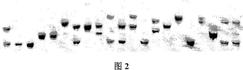 Construction method for Chlymys nobilis satellite mark