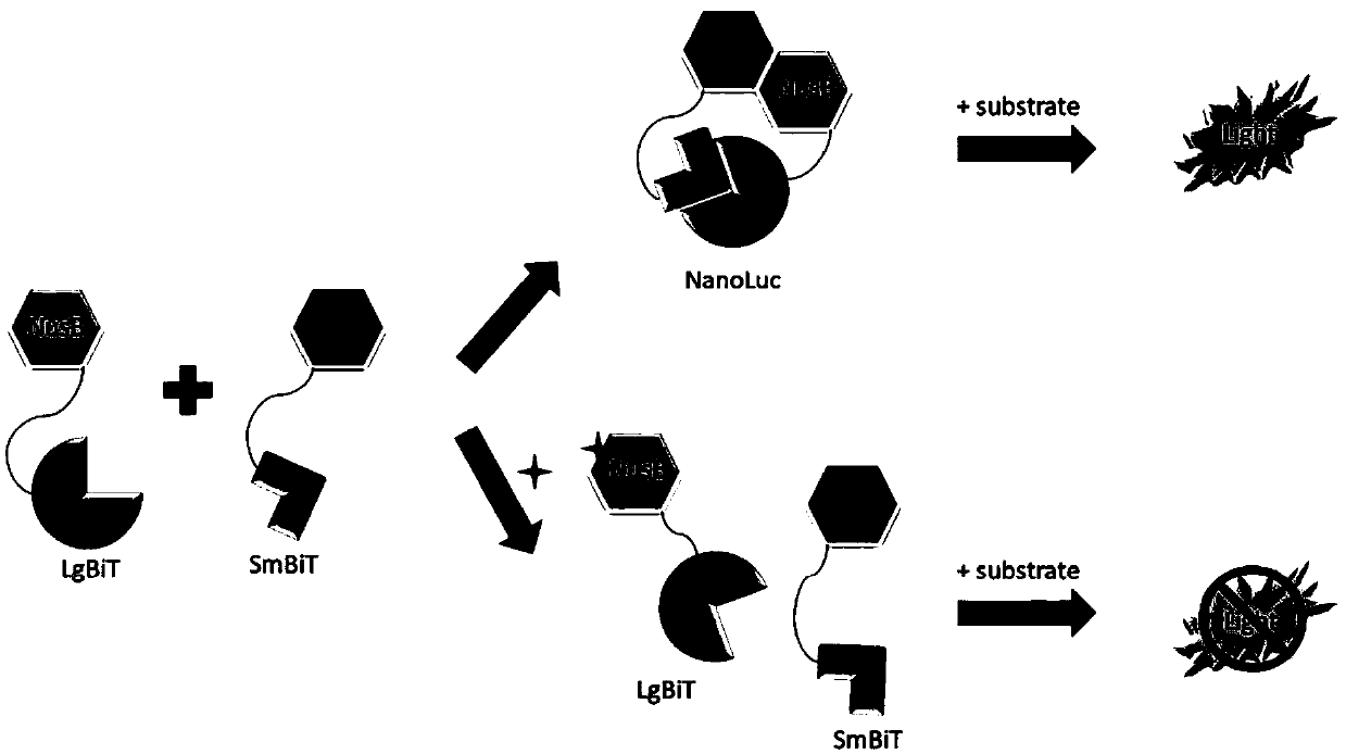 Method for detecting interaction between proteins in vitro, detection kit and application of detection kit