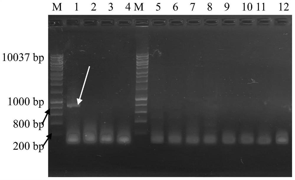 Hangzhou white chrysanthemum PCR identification kit and application thereof